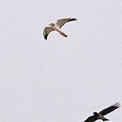 Pallid Harrier  "Circus macrourus" and Carrion Crow  "Corvus corone"